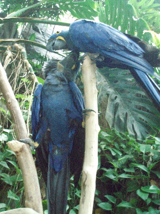 Parrots