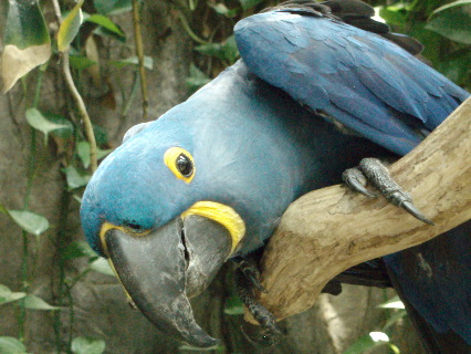 Parrot