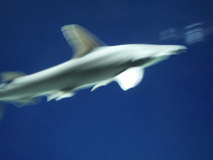 Shark