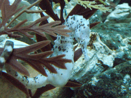 Sea horse
