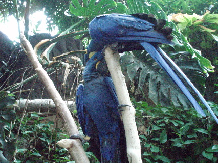Parrots