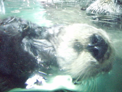 Otter