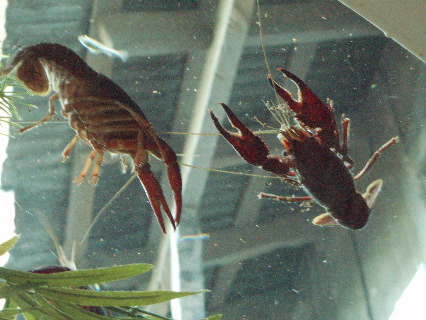 Crawdads