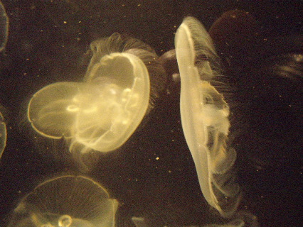 Jelly fish