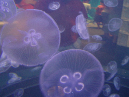 Jellyfish 1