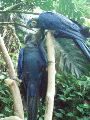 Parrots