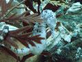 Sea horse