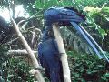 Parrots