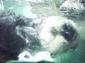 Otter