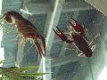 Crawdads