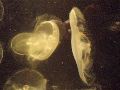 Jelly fish
