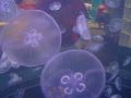 Jellyfish 1