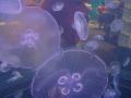 Jellyfish 2